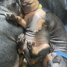 American Hairless Terrier Puppies from OakSahara
