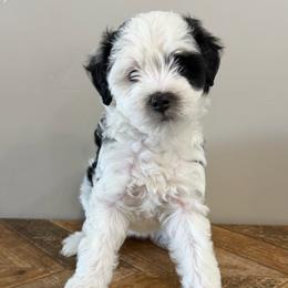 Delta - Tri-color female Bernedoodle puppy in Horseshoe Bend, Idaho from Over the Moon Poodles and Doodles
