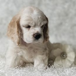 Chloe - Buff female Cocker Spaniel puppy in Byram, Mississippi from Chloe's Cocker Spaniels