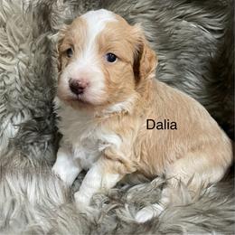 Dalia - Brown and white female Aussiedoodle puppy in Lebanon, Missouri from Cobbs Creek Canines