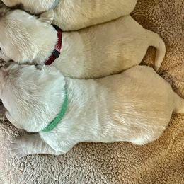 Puppy 7 - Yellow male Labrador Retriever puppy in Beavercreek, Oregon from Sweetwater Spring Labradors