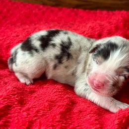 Honor - Blue merle male Australian Shepherd puppy in Loda, Illinois from Pilcher Farms