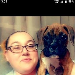 Boxer Puppies from Whynot Blue Ridge Mountain Boxer's