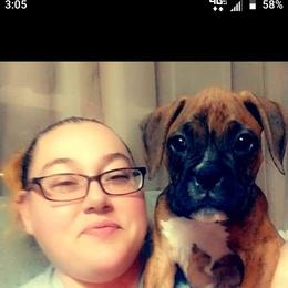 Boxer Puppies from Whynot Blue Ridge Mountain Boxer's