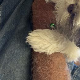 Miniature Schnauzer Puppies from Circle R Ranch