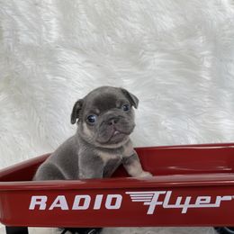 French Bulldog Puppies from Cuddlebug Frenchies