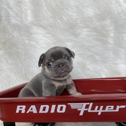 French Bulldog Puppies from Cuddlebug Frenchies