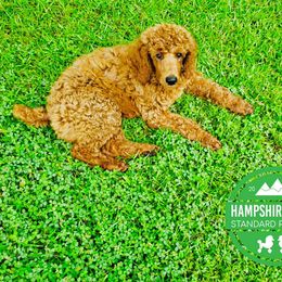 Poodle Puppies from Hampshire Hill’s Standard Poodles