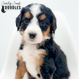 LIAM - Tri-color male Bernedoodle puppy in Tipton, Indiana from Country Creek Doodles