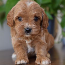 Bernedoodles and Cavapoos from Rocky River Cavapoos