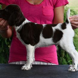 Bruno - Liver and white male Brittany puppy in Hollidaysburg, Pennsylvania from Royal Flush Farms