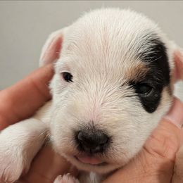 Pumpkin - Tri-colored female Parson Russell Terrier puppy in Whitehall, Montana from Montana Jacks