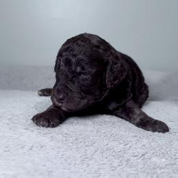 Clover (Red Collar) - Phantom female Poodle puppy in Monroeville, Pennsylvania from K & A Standard Poodles