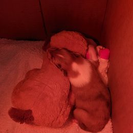 Collie Puppies from Nine Eves