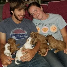 Cavalier King Charles Spaniel Puppies from Cavaliers of the County Macon