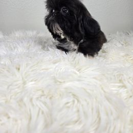 Sweetie love - Black and white male Shih Tzu puppy in Hialeah, Florida from Shih Tzu Miami