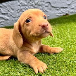 Simba - Red male Dachshund puppy in Orlando, Florida from Weiner Wunderland of Central Florida