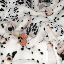 Dalmatian Puppies from Matchless Dalmatians