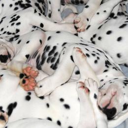 Dalmatian Puppies from Matchless Dalmatians