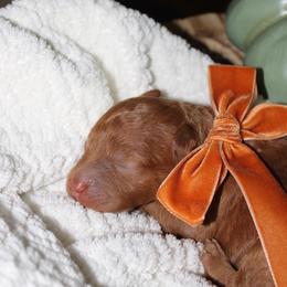 Autumn - Red  female Goldendoodle puppy in Trenton, Tennessee from Pickard’s country Golden doodles