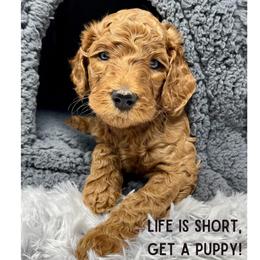 Goldendoodles and Labradoodles from Must Love Doodles