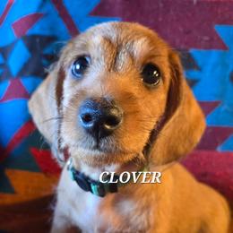 Clover-wirehair - Red female Dachshund puppy in Blair, Oklahoma from North Fork Doxies-Okla