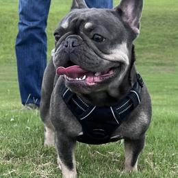 Liberty - French Bulldog