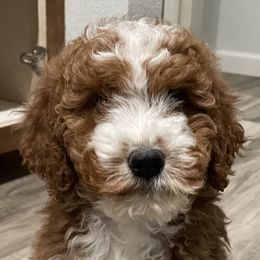 Posey - Goldendoodle