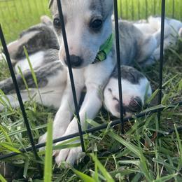 Whippet Puppies from Shannon Whippets