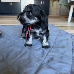 Miniature Schnauzer Puppies from Miles Family Schnauzers