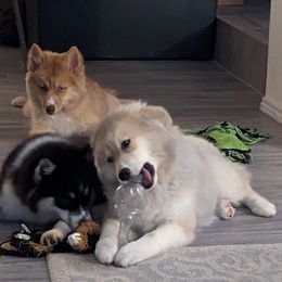 Pomsky puppies from Arctic Cream Fluff Pomsky