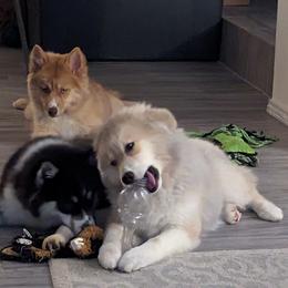 Pomsky puppies from Arctic Cream Fluff Pomsky