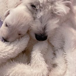 "At 10 days " Miniature Schnauzer Puppies from D&D Mini Schnauzers