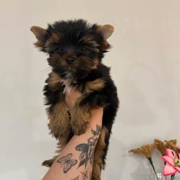 Kristoff - Black and tan male Yorkshire Terrier puppy in Moultrie, Georgia from Alina's Royal Yorkies