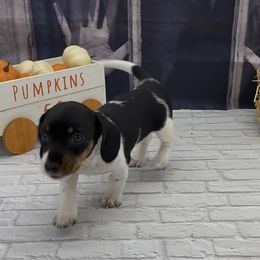 Black and Tan Piebald Smooth Female - Piebald female Dachshund puppy in Killeen, Texas from Southern Dachshunds