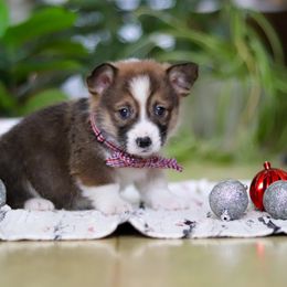 Dexter - Sable male Pembroke Welsh Corgi puppy in Sugarcreek, Ohio from Admar Canines