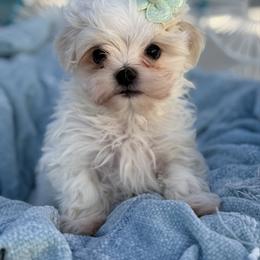 Pierce - White male Maltese puppy in Newport Beach, California from Exotic City Pomeranians and chihuahuas