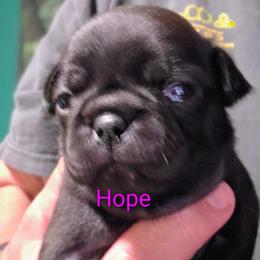 Hope - Black female Pug puppy in Madera, California from Hills Pugs