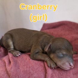 Cranberry - Sable female Poodle puppy in Taylors, South Carolina from Sosebees toy & mini poodles