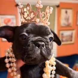 Elvira - Black female French Bulldog puppy in Wilkesboro, North Carolina from Frannie and Annie Shih Tzu Babies