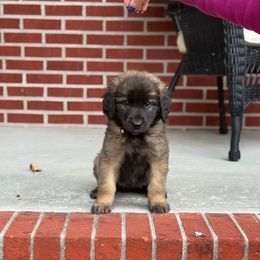 Girl 1 (Beatrix) - Reddish brown female Leonberger puppy in Manchester, Tennessee from Bois D’Arc Leonbergers