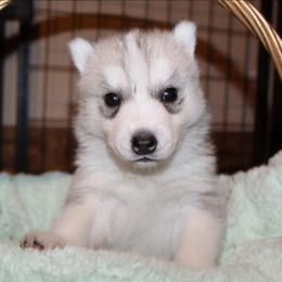 Charizard - Gray and white male Siberian Husky puppy in Le Sueur, Minnesota from Tevana Siberians LLC