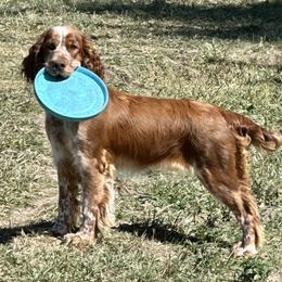 Stori - English Springer Spaniel