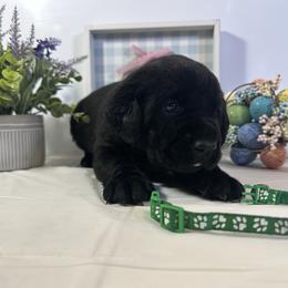 Green - Black male Labrador Retriever puppy in Newton Grove, North Carolina from Wayalife Labradors & Gsp’s