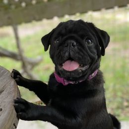 Maleficent - Pug