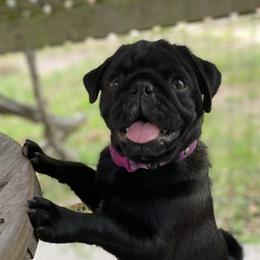 Maleficent - Pug