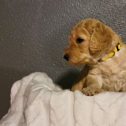 "Yellow Wk4" Goldendoodle Puppies from Goldendoodle Breeder