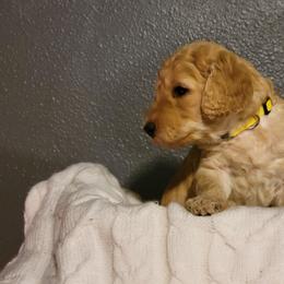"Yellow Wk4" Goldendoodle Puppies from Goldendoodle Breeder