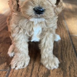 Boy 1 - Red male Cockapoo puppy in Colorado from Garrett Doodles