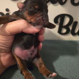 Gunner - Black and tan male Yorkshire Terrier puppy in Clermont, Florida from Bella's Prissy Butts